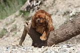 CAVALIER KING CHARLES 180